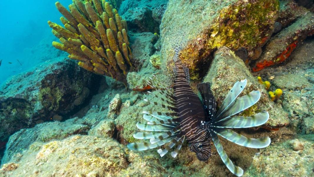 Muğla Ekincik Koyu'nun sualtı zenginliği 7