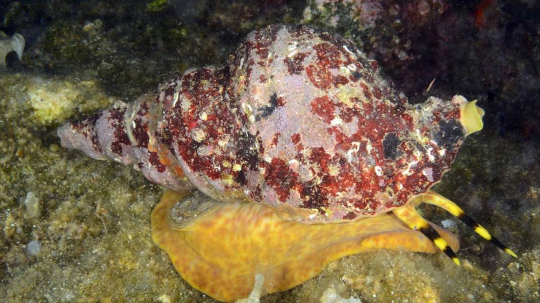 Muğla Ekincik Koyu'nun sualtı zenginliği 8