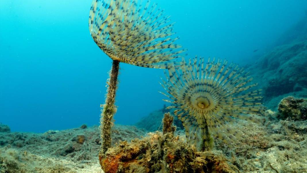 Muğla Ekincik Koyu'nun sualtı zenginliği 9