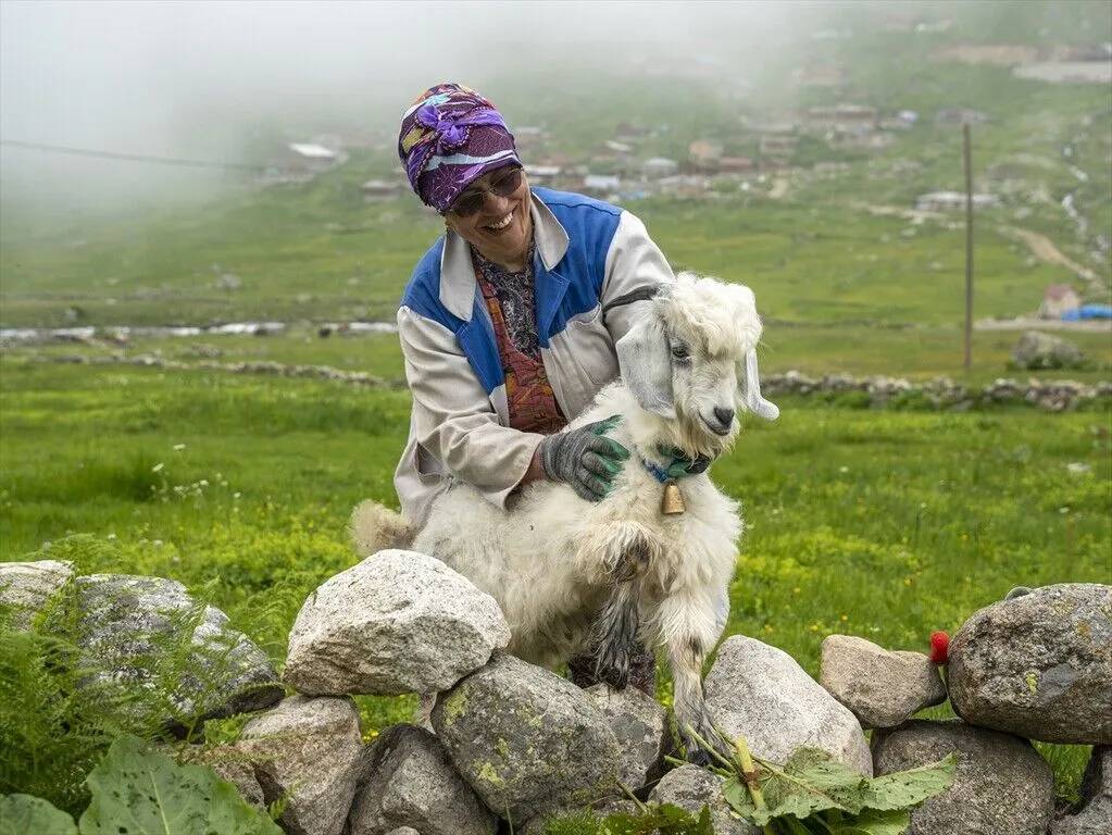 Kaçkar dağlarının yüksek rakımlı yaylalarında günlük hayat 11