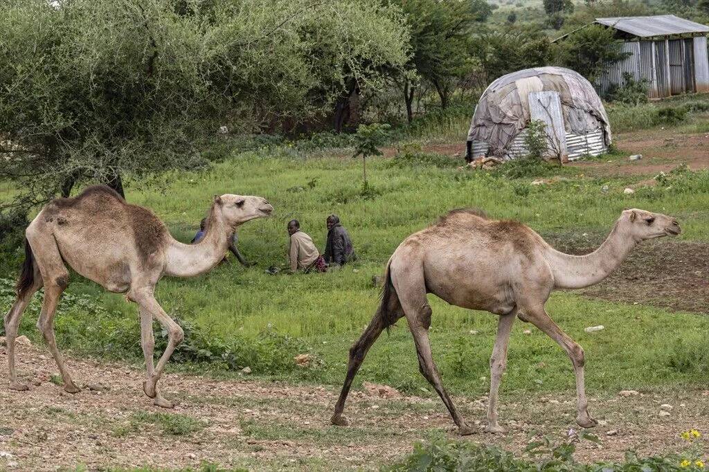 Doğu Etiyopya kırsalında yaşam: Oromia köyleri 19