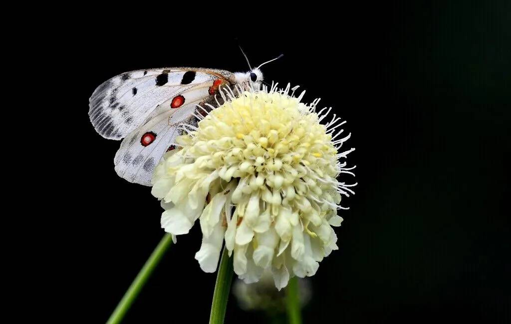 Sarıkamış ormanları rengarenk kelebeklere ev sahipliği yapıyor 3