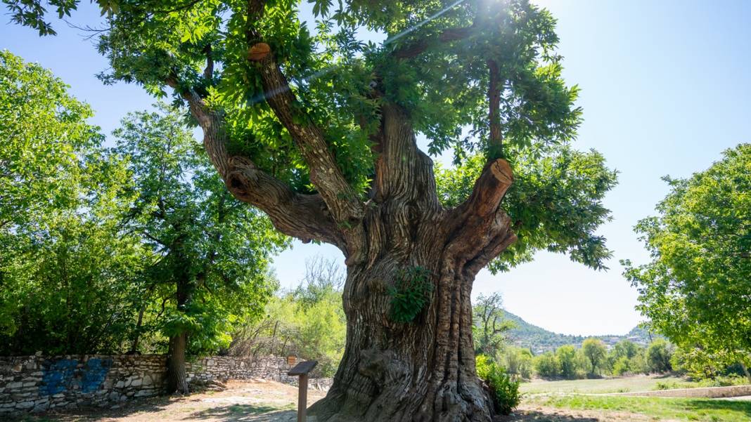 Antalya'da 1000 yaşındaki kestane ağacı bu yıl da meyveye durdu 4