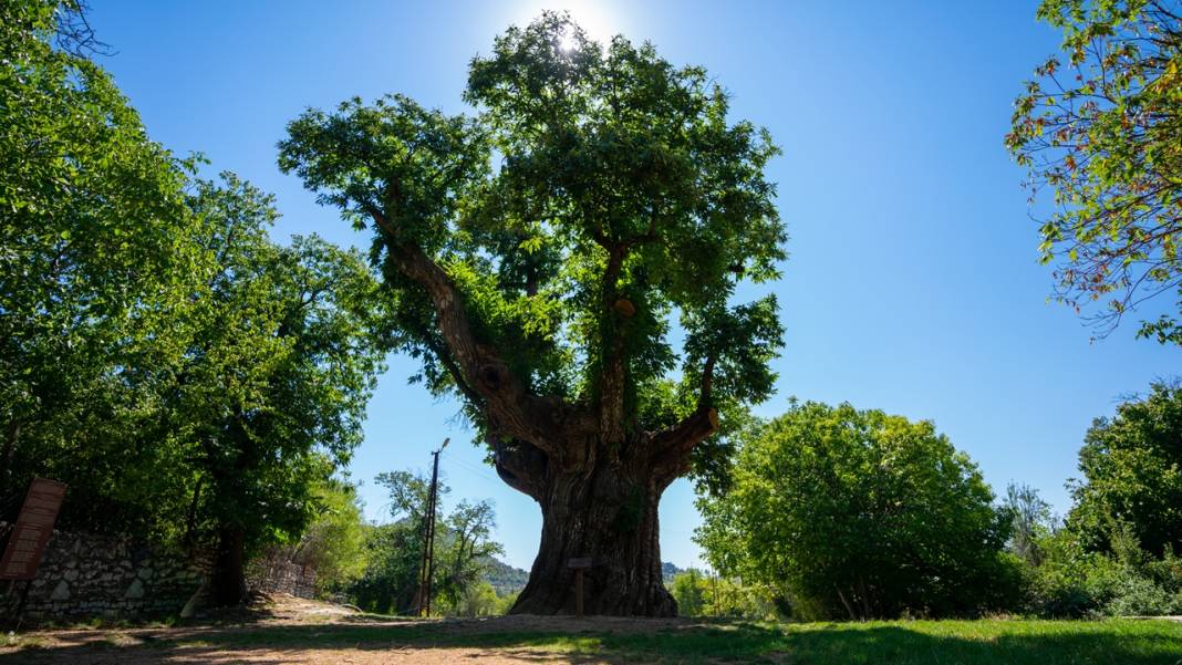Antalya'da 1000 yaşındaki kestane ağacı bu yıl da meyveye durdu 5
