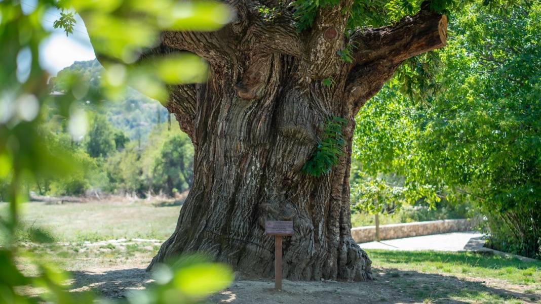 Antalya'da 1000 yaşındaki kestane ağacı bu yıl da meyveye durdu 6