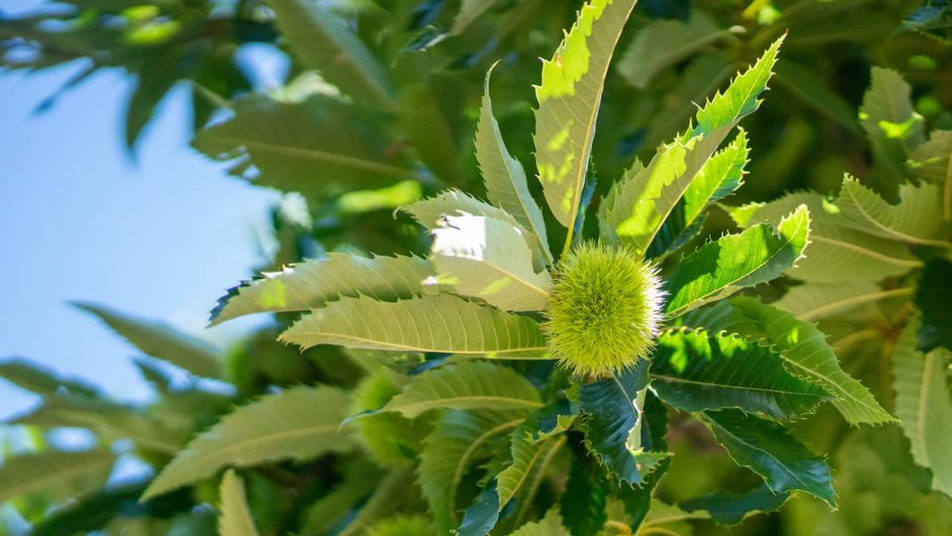 Antalya'da 1000 yaşındaki kestane ağacı bu yıl da meyveye durdu 8