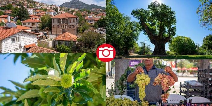 Antalya'da 1000 yaşındaki kestane ağacı bu yıl da meyveye durdu