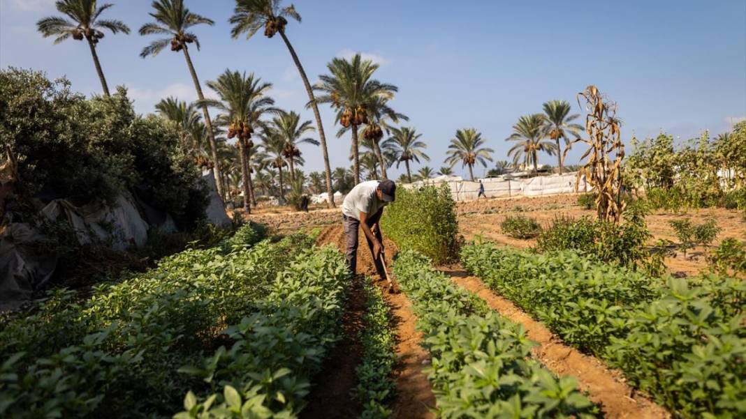 Gazzeliler, toprağa atılan 'yerli tohumlarla' israil işgaline direnmeye çalışıyor 1