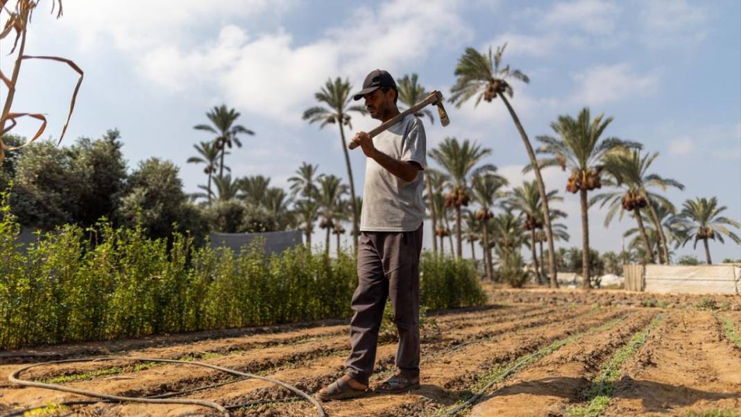 Gazzeliler, toprağa atılan 'yerli tohumlarla' israil işgaline direnmeye çalışıyor 5