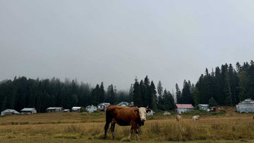 Düzce'nin yaylaları 7