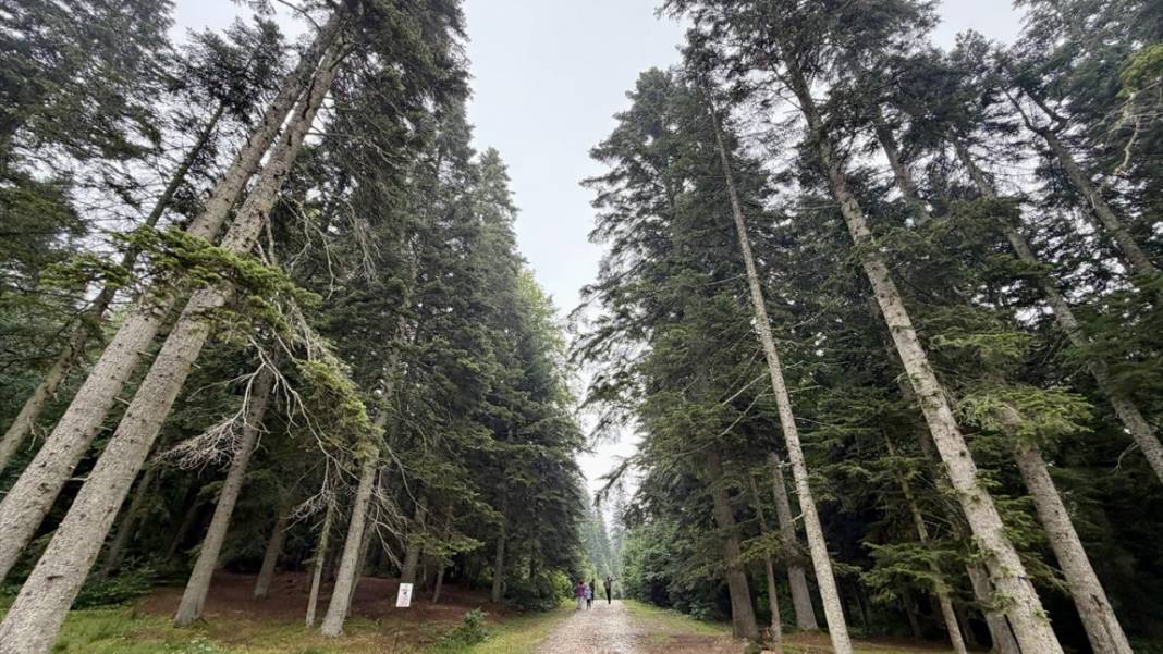 Düzce'nin yaylaları 8