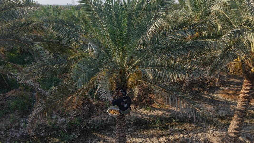 Irak'ta hurma hasadı 13