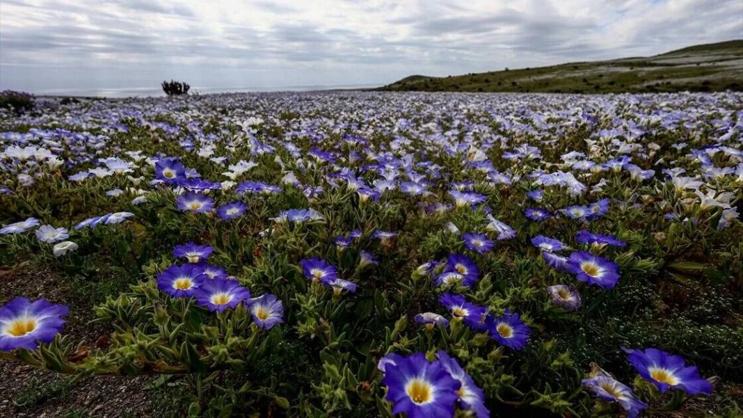 Yağmur yağdırıldı Atacama Çölü'nün her tarafında çiçek açtı 1