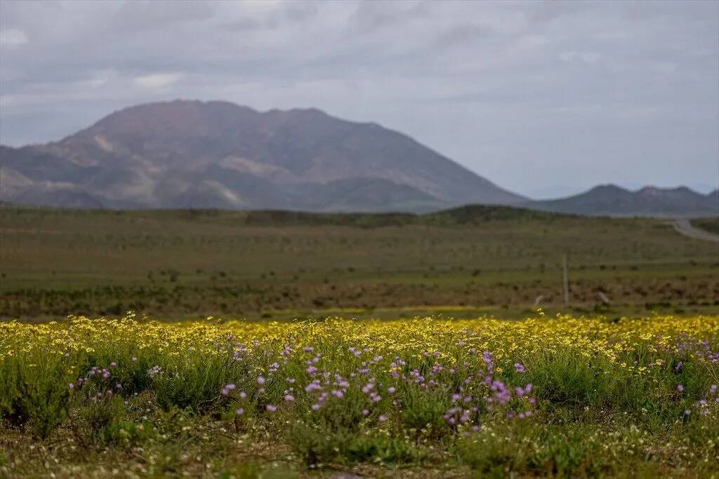 Yağmur yağdırıldı Atacama Çölü'nün her tarafında çiçek açtı 10