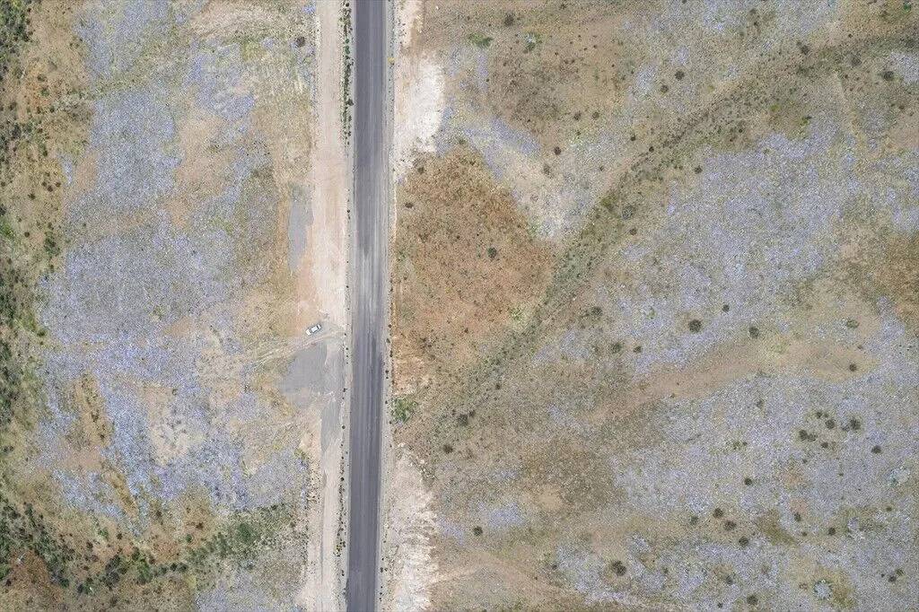 Yağmur yağdırıldı Atacama Çölü'nün her tarafında çiçek açtı 11