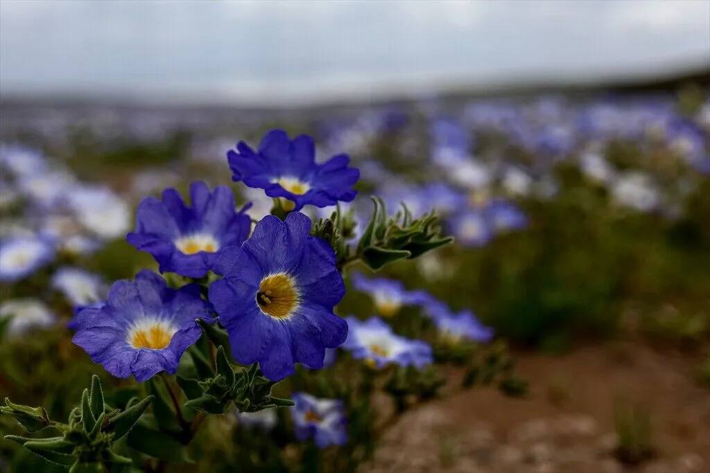 Yağmur yağdırıldı Atacama Çölü'nün her tarafında çiçek açtı 12