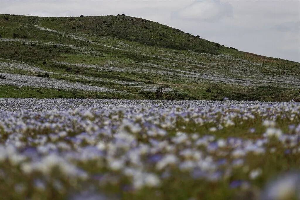 Yağmur yağdırıldı Atacama Çölü'nün her tarafında çiçek açtı 13