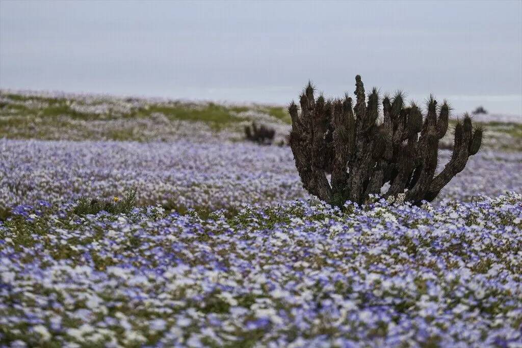 Yağmur yağdırıldı Atacama Çölü'nün her tarafında çiçek açtı 14