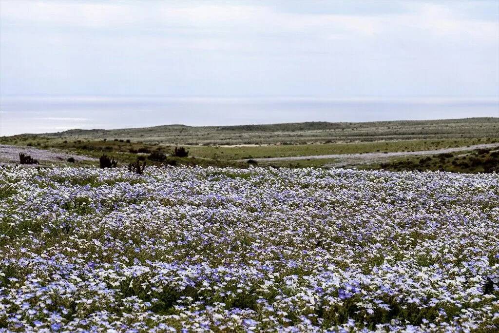 Yağmur yağdırıldı Atacama Çölü'nün her tarafında çiçek açtı 15