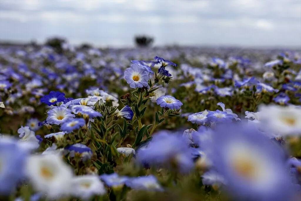 Yağmur yağdırıldı Atacama Çölü'nün her tarafında çiçek açtı 16
