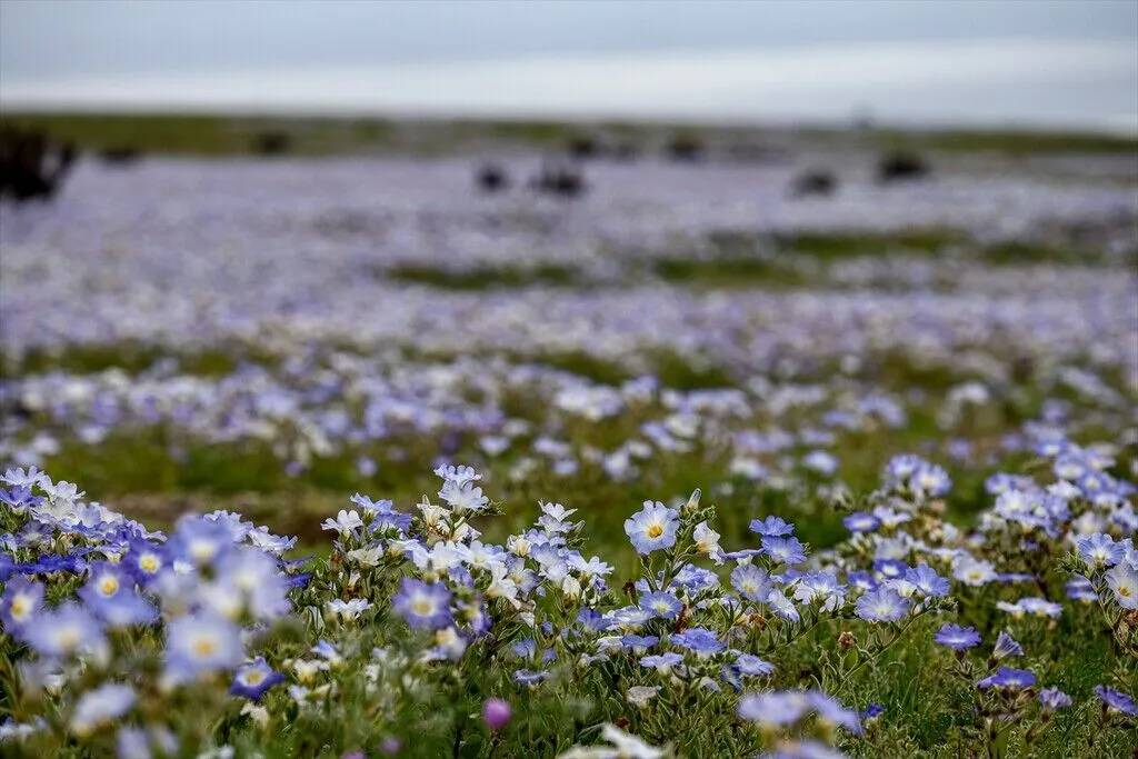Yağmur yağdırıldı Atacama Çölü'nün her tarafında çiçek açtı 19