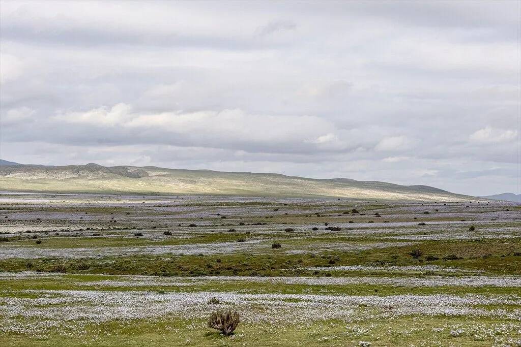 Yağmur yağdırıldı Atacama Çölü'nün her tarafında çiçek açtı 20