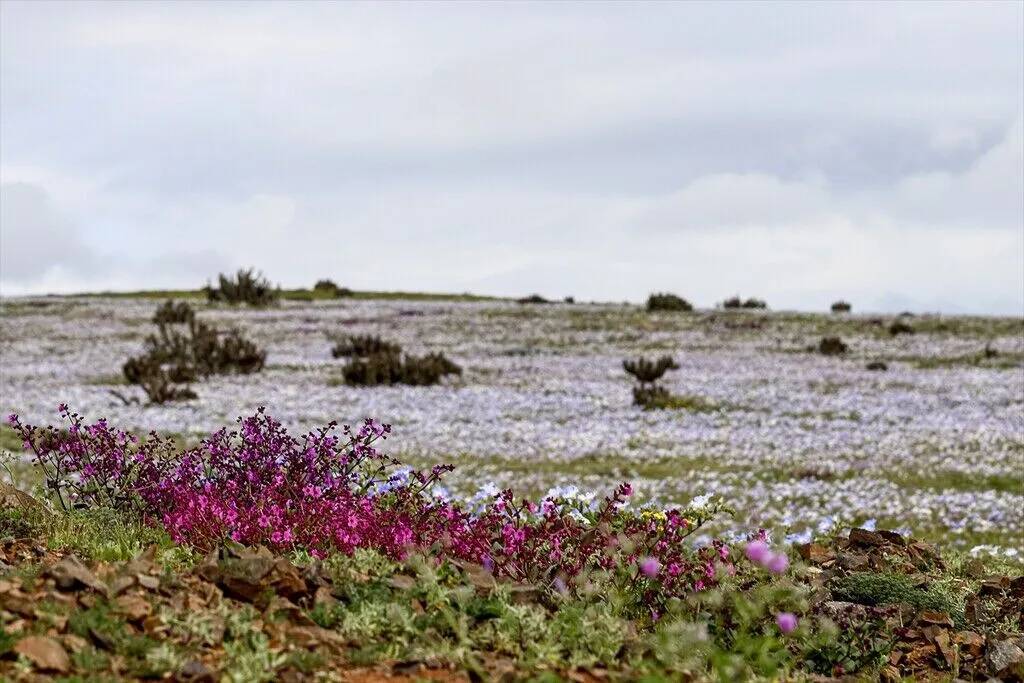 Yağmur yağdırıldı Atacama Çölü'nün her tarafında çiçek açtı 23