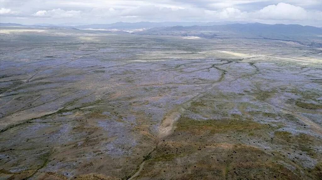Yağmur yağdırıldı Atacama Çölü'nün her tarafında çiçek açtı 24