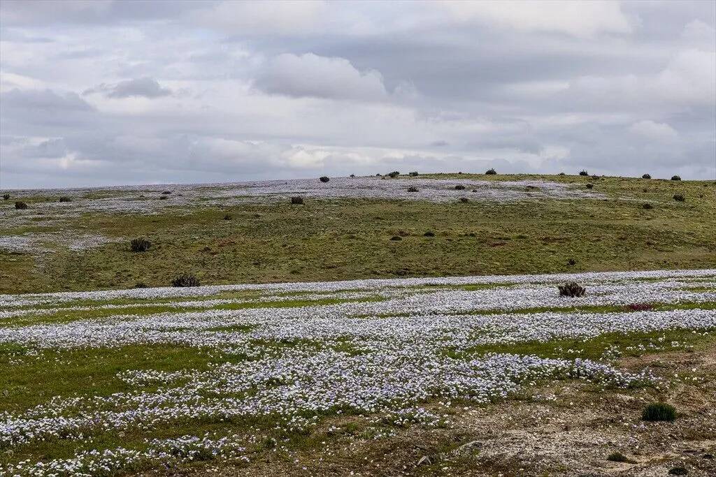 Yağmur yağdırıldı Atacama Çölü'nün her tarafında çiçek açtı 5