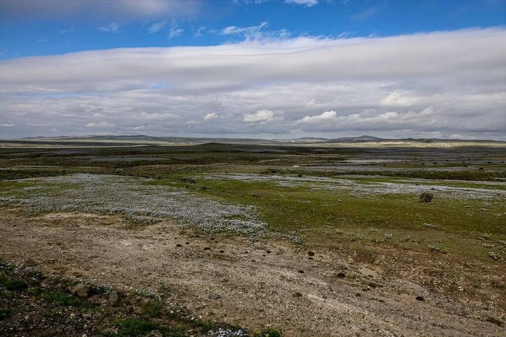 Yağmur yağdırıldı Atacama Çölü'nün her tarafında çiçek açtı 7