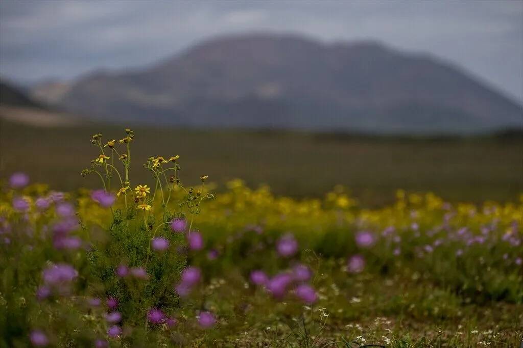 Yağmur yağdırıldı Atacama Çölü'nün her tarafında çiçek açtı 8