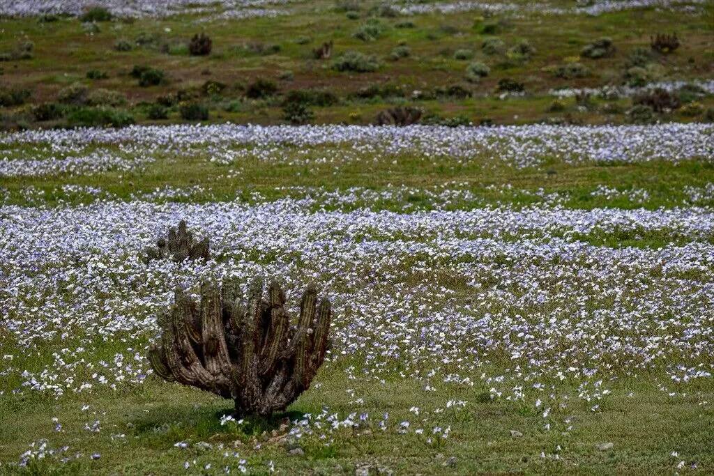Yağmur yağdırıldı Atacama Çölü'nün her tarafında çiçek açtı 9