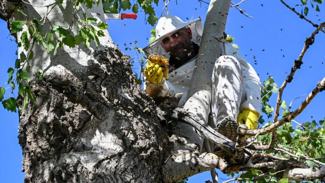 Dağları aşarak ağaç kovuklarındaki 'fıtri bal'a ulaşıyorlar 11