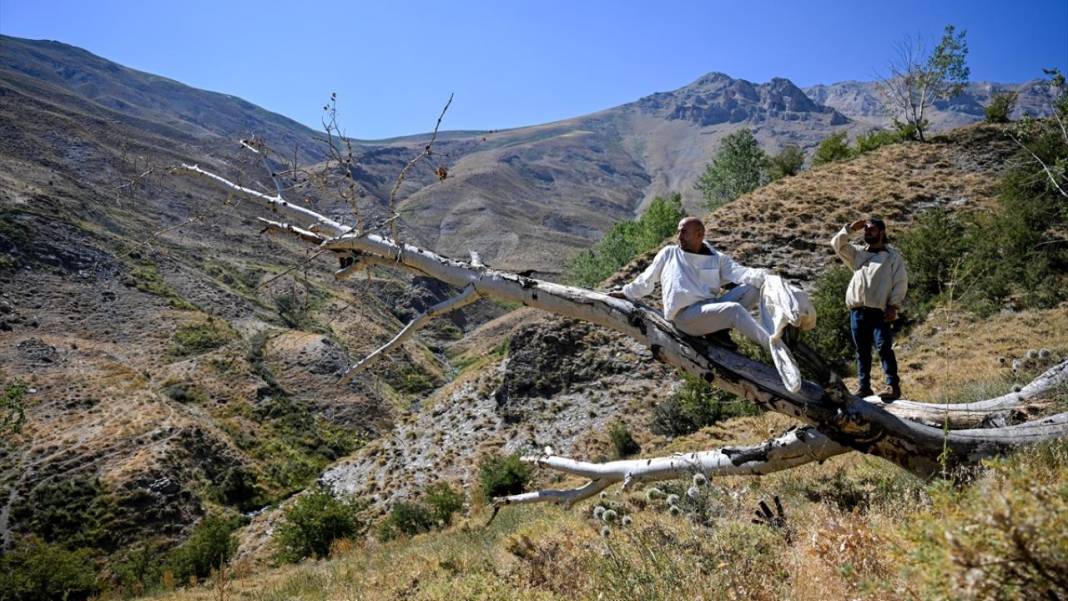 Dağları aşarak ağaç kovuklarındaki 'fıtri bal'a ulaşıyorlar 13