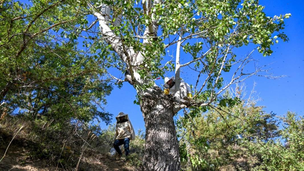 Dağları aşarak ağaç kovuklarındaki 'fıtri bal'a ulaşıyorlar 14