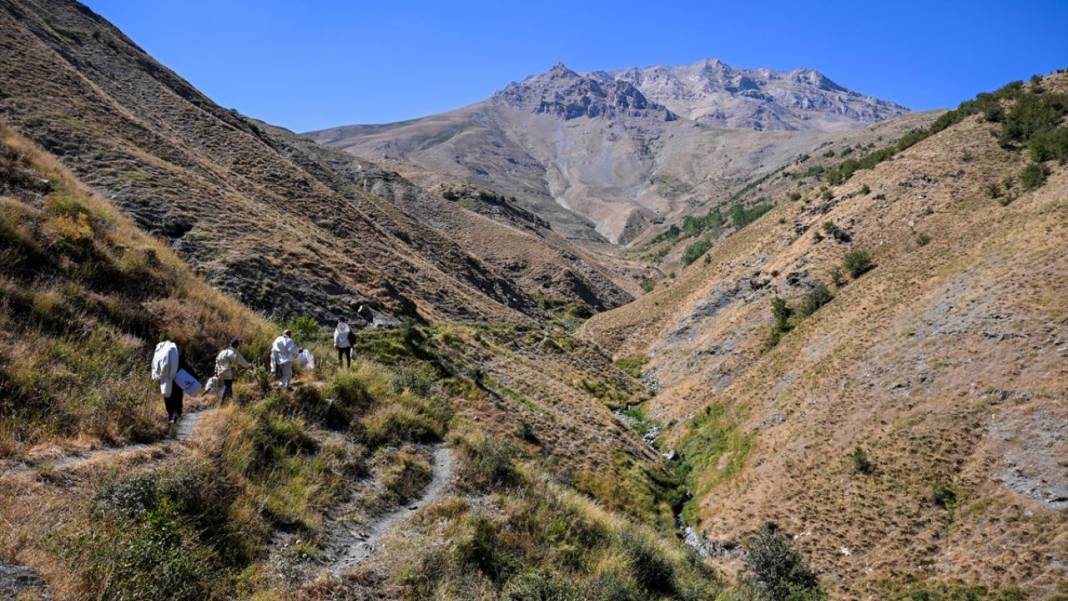 Dağları aşarak ağaç kovuklarındaki 'fıtri bal'a ulaşıyorlar 2