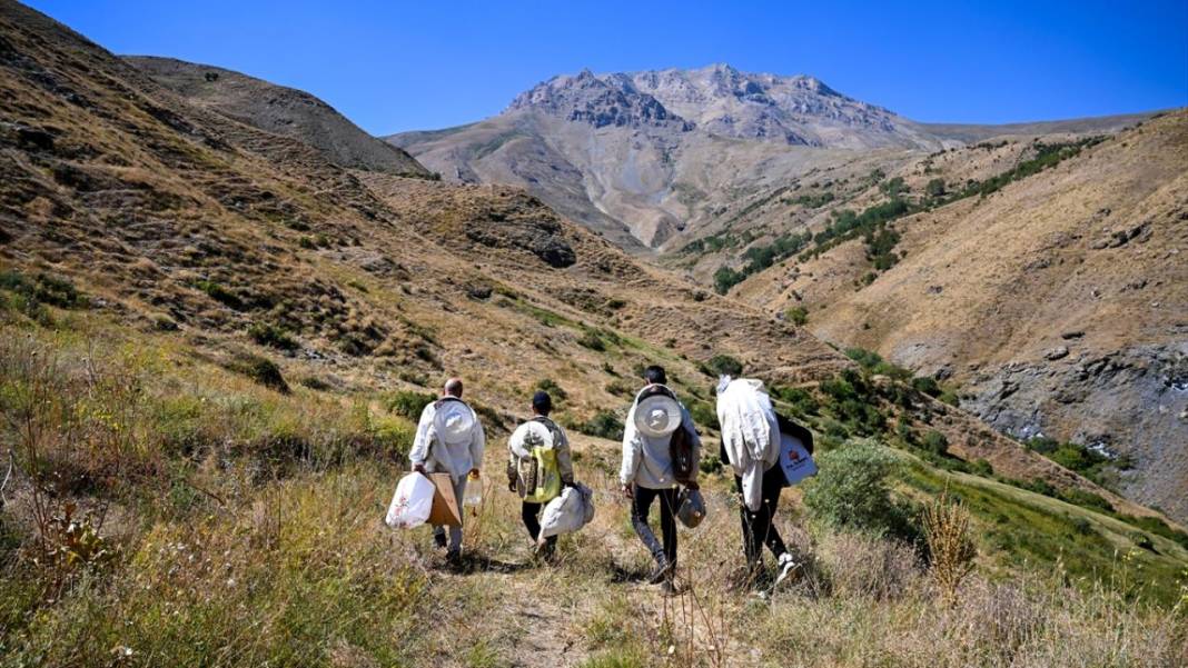 Dağları aşarak ağaç kovuklarındaki 'fıtri bal'a ulaşıyorlar 3