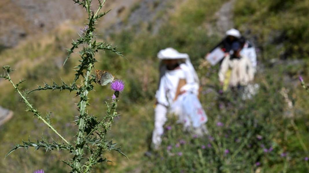 Dağları aşarak ağaç kovuklarındaki 'fıtri bal'a ulaşıyorlar 5