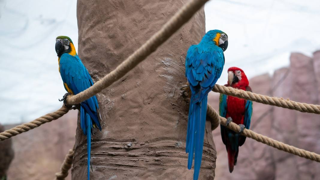 Antalya'nın kuş parkındaki tropikal kuşlar 10