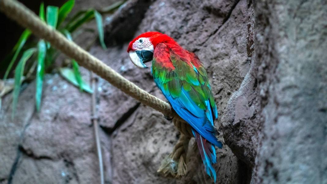 Antalya'nın kuş parkındaki tropikal kuşlar 3
