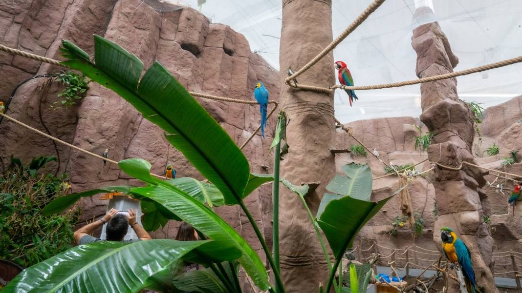 Antalya'nın kuş parkındaki tropikal kuşlar 5