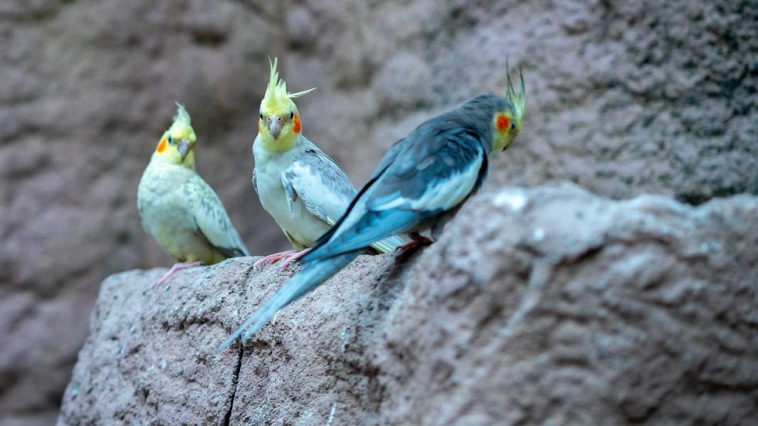Antalya'nın kuş parkındaki tropikal kuşlar 9