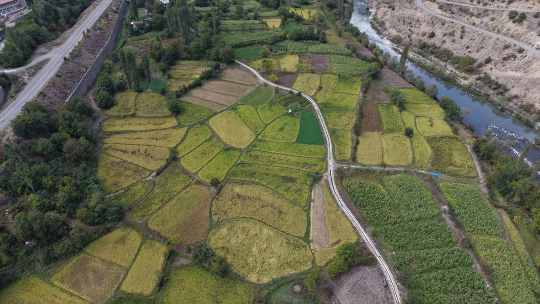 Artvin'de çeltik hasadı 1