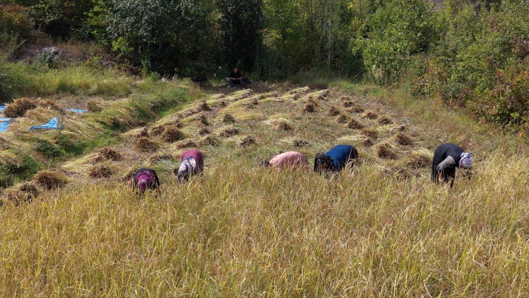 Artvin'de çeltik hasadı 10