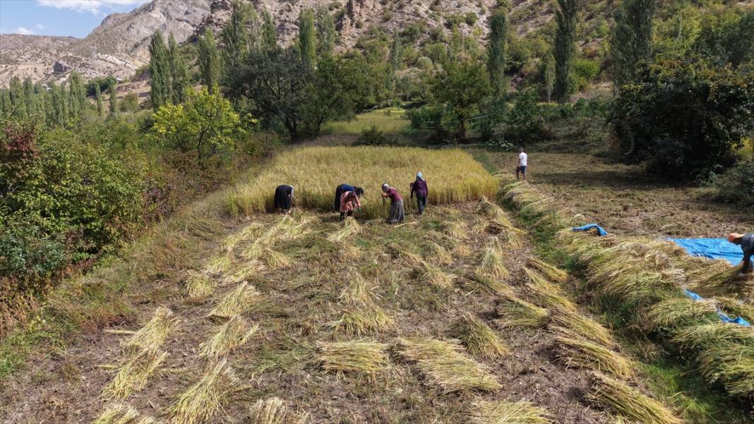 Artvin'de çeltik hasadı 11