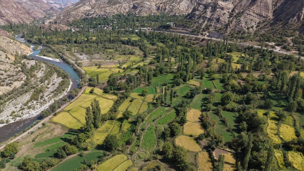 Artvin'de çeltik hasadı 12
