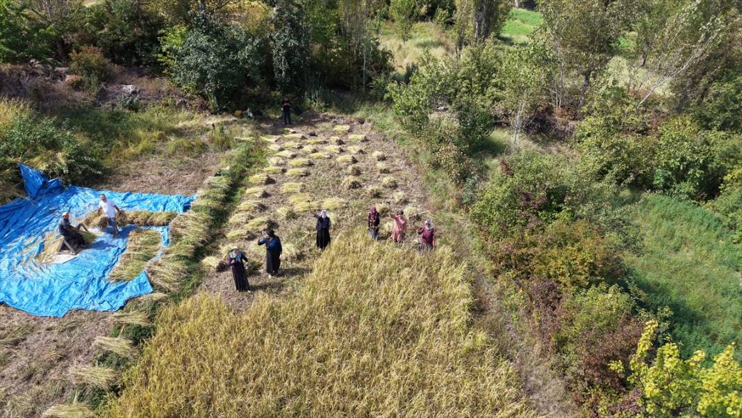Artvin'de çeltik hasadı 13