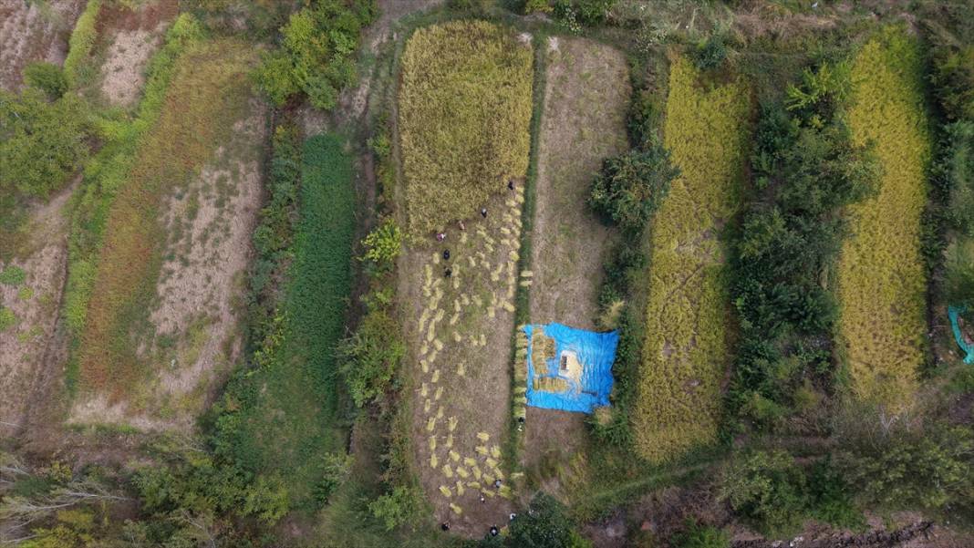 Artvin'de çeltik hasadı 2