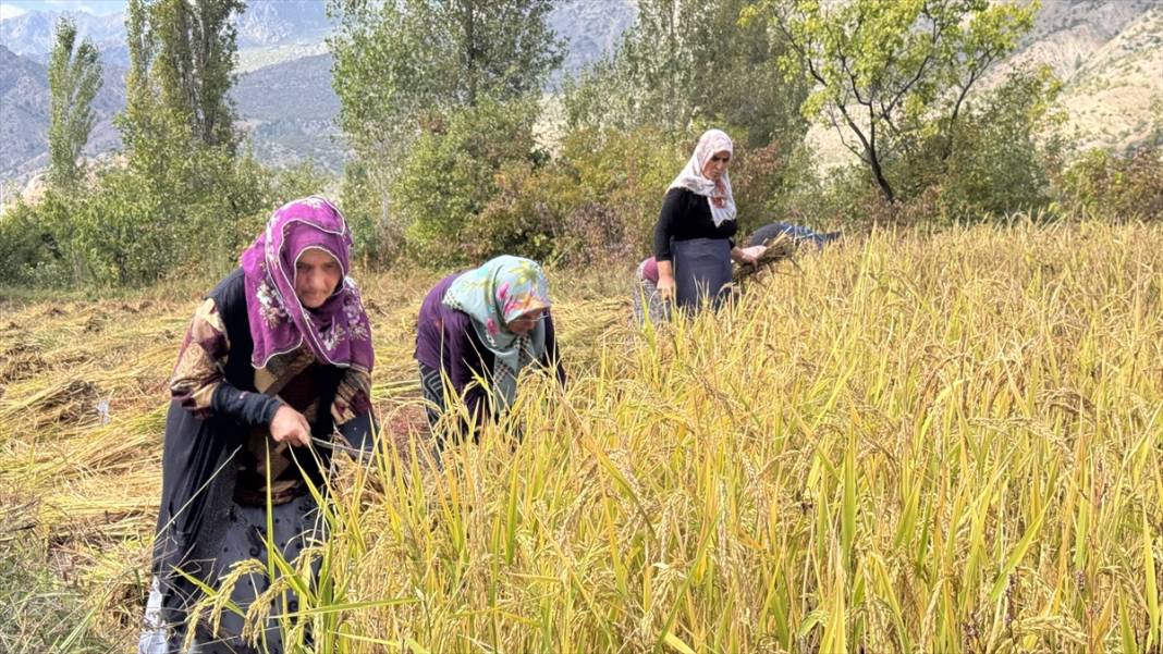 Artvin'de çeltik hasadı 6