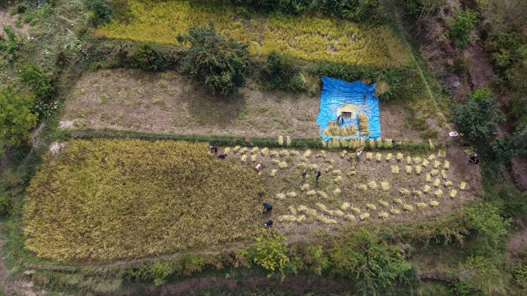 Artvin'de çeltik hasadı 9